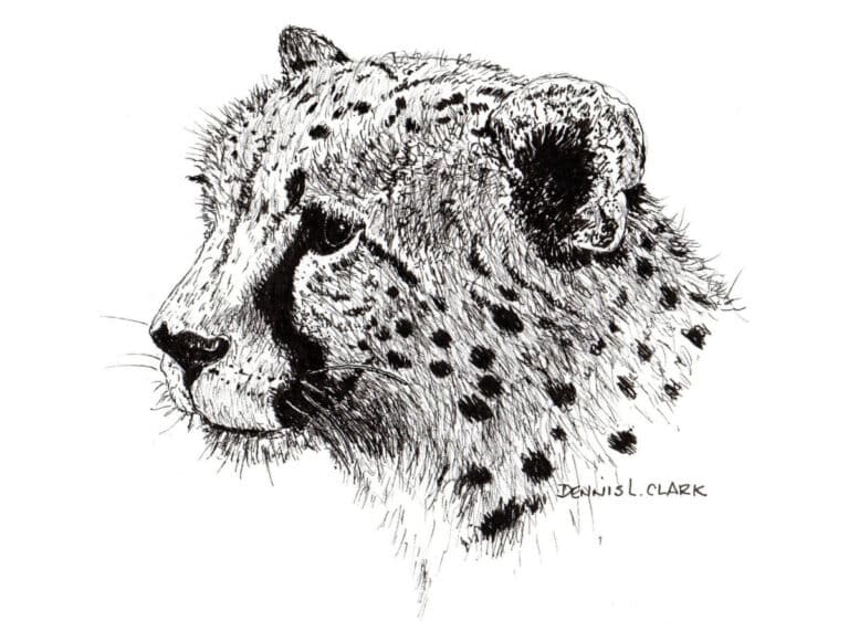 How to Draw a Cheetah in Pen and Ink