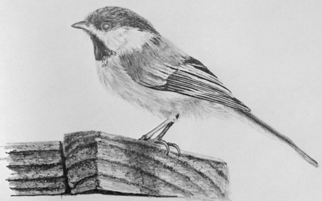 How to Draw a Chickadee Bird
