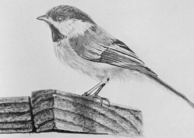 How to Draw a Chickadee Bird