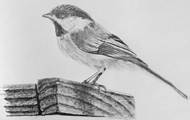 How to Draw a Chickadee Bird