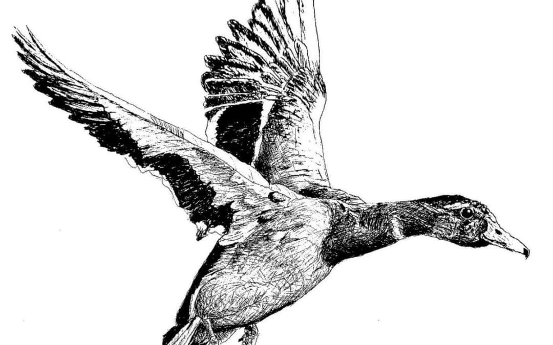 How to Draw a Duck in Flight in Pen and Ink