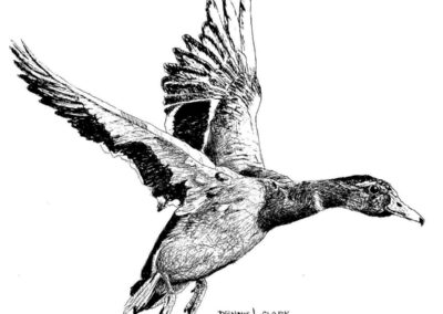 How to Draw a Duck in Flight in Pen and Ink