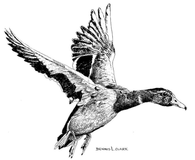 How to Draw a Duck in Flight in Pen and Ink