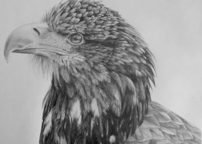 How to Draw an Eagle