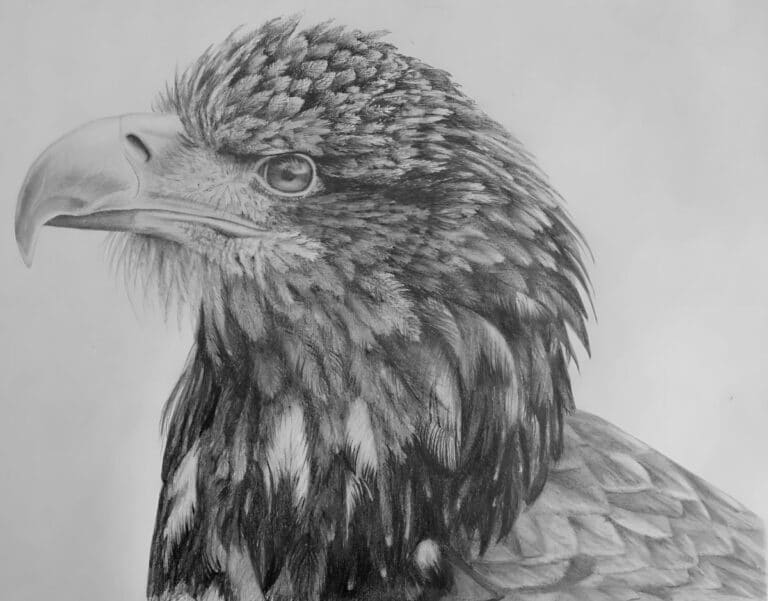 How to Draw an Eagle