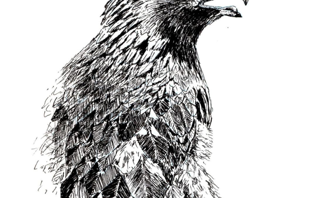 How to Draw a Golden Eagle in Pen and Ink