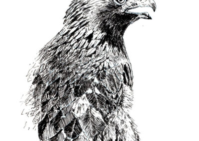 How to Draw a Golden Eagle in Pen and Ink