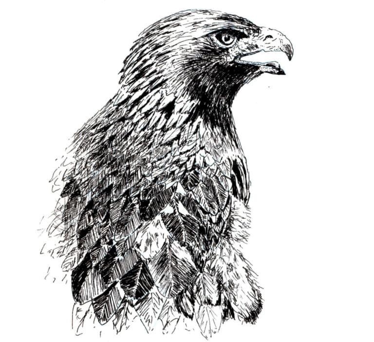 How to Draw a Golden Eagle in Pen and Ink