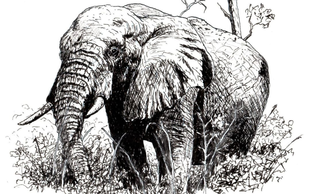How to Draw an Elephant in Pen and Ink