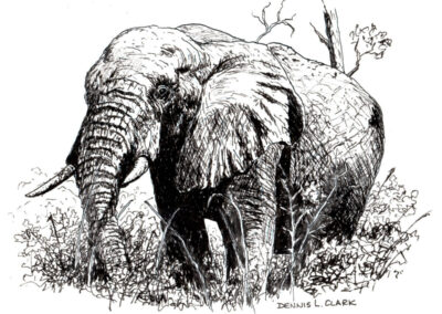 How to Draw an Elephant in Pen and Ink