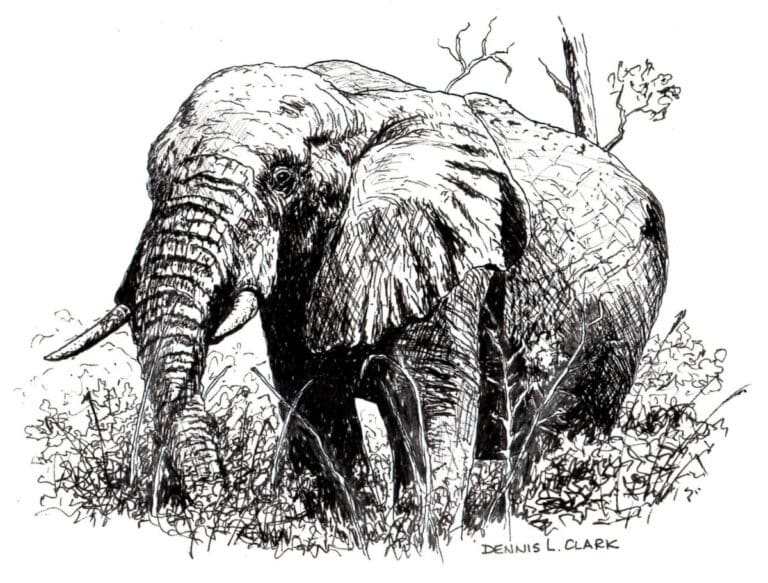 How to Draw an Elephant in Pen and Ink
