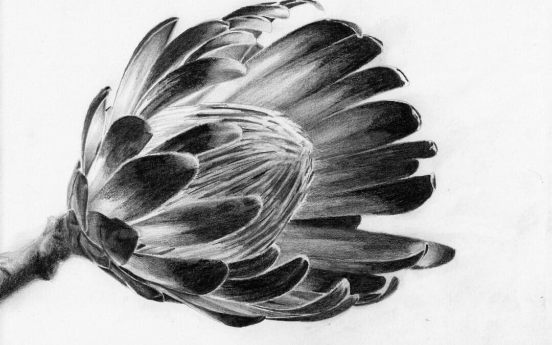 How to Draw a Protea Flower