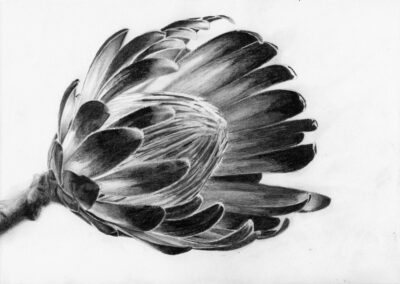 How to Draw a Protea Flower