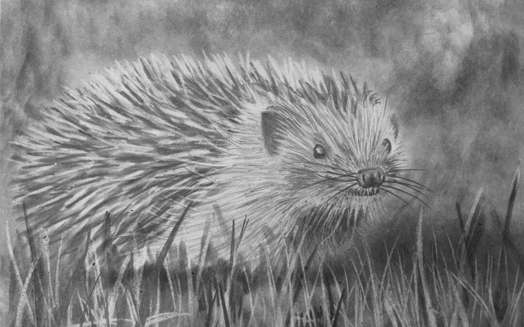 How to Draw a Hedgehog