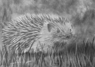 How to Draw a Hedgehog