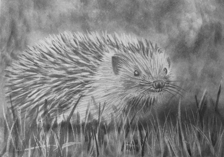 How to Draw a Hedgehog