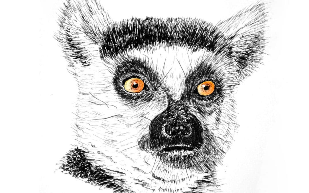 Draw a Lemur Portrait in Pen and Ink