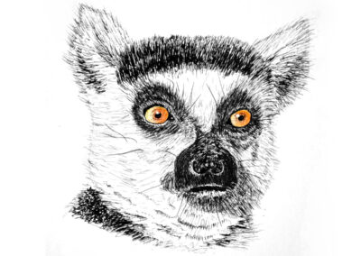 Draw a Lemur Portrait in Pen and Ink