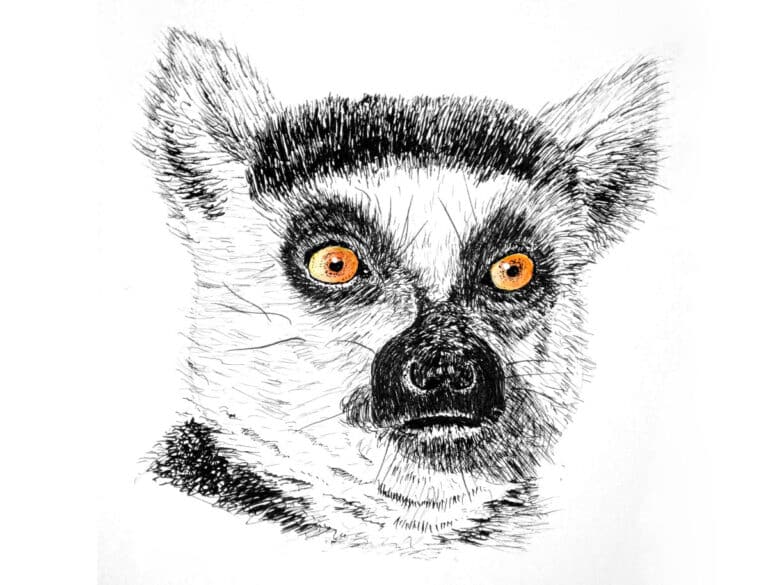 Draw a Lemur Portrait in Pen and Ink