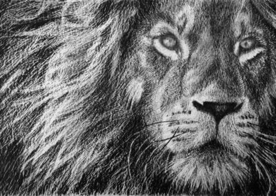 How to Draw Lion Portrait