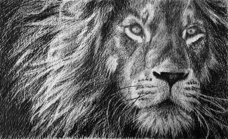 How to Draw Lion Portrait
