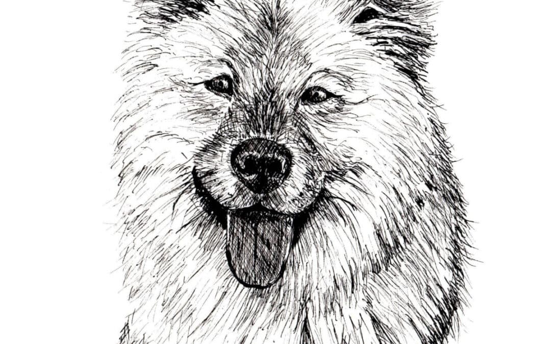 How to Draw a Long Haired Dog in Pen and Ink