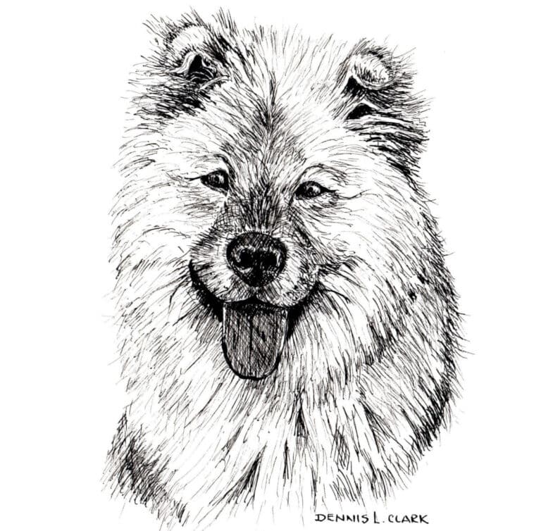 How to Draw a Long Haired Dog in Pen and Ink