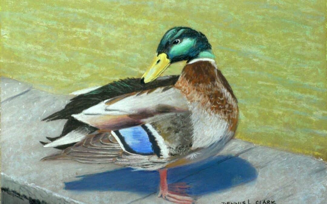 How to Draw Mallard Duck at Pond in Pastel