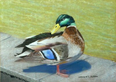 How to Draw Mallard Duck at Pond in Pastel