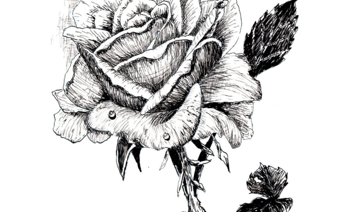 How to Draw a Rose in Pen and Ink
