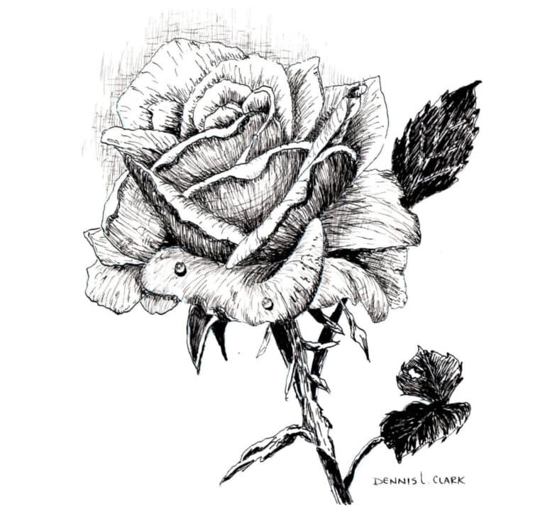 How to Draw a Rose in Pen and Ink