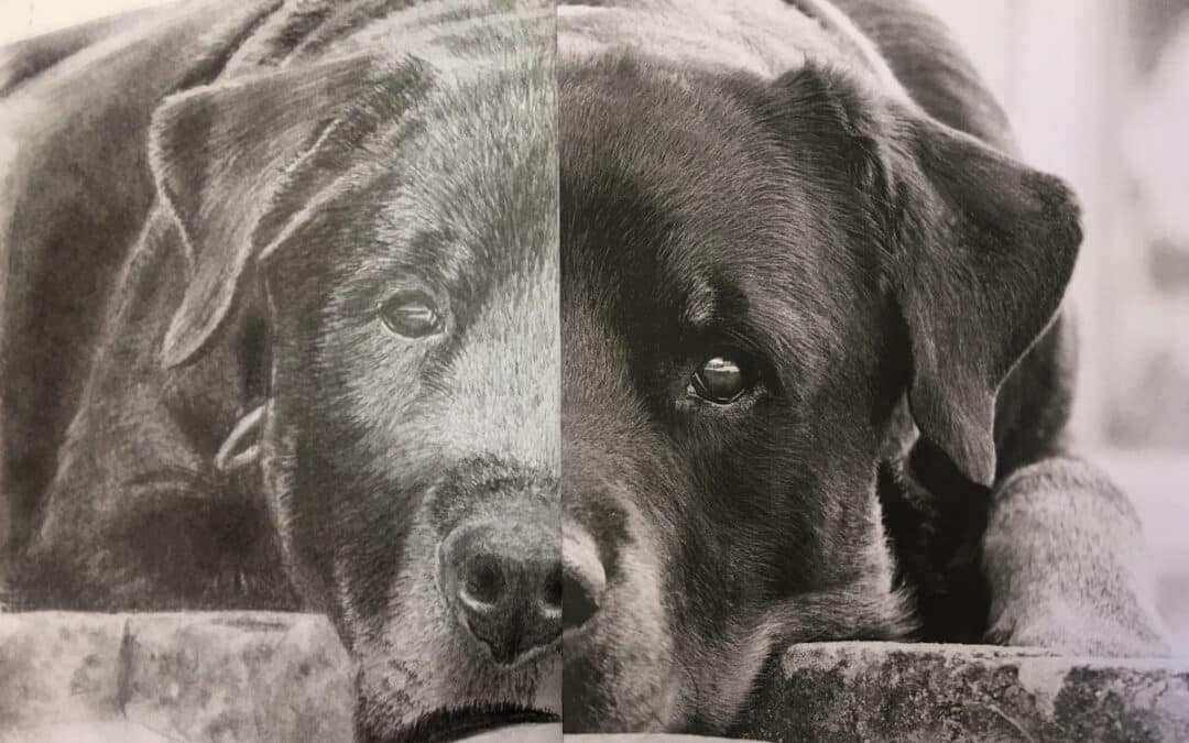 How to Draw a Dog – Rottweiler