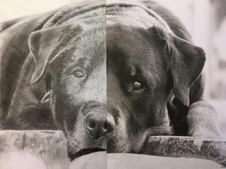 How to Draw a Dog – Rottweiler