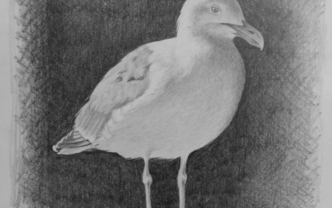 How to Draw  a Seagull