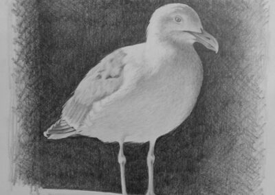 How to Draw  a Seagull