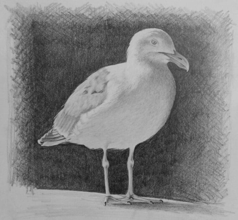 How to Draw  a Seagull