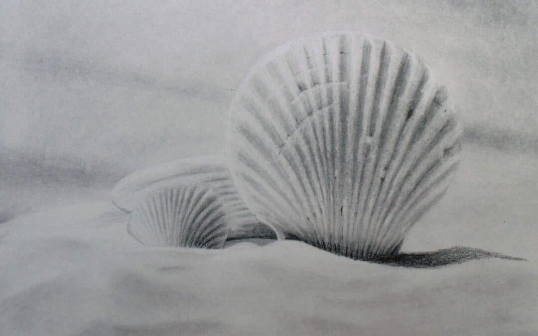 How to Draw Seashells