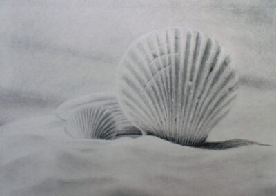 How to Draw Seashells