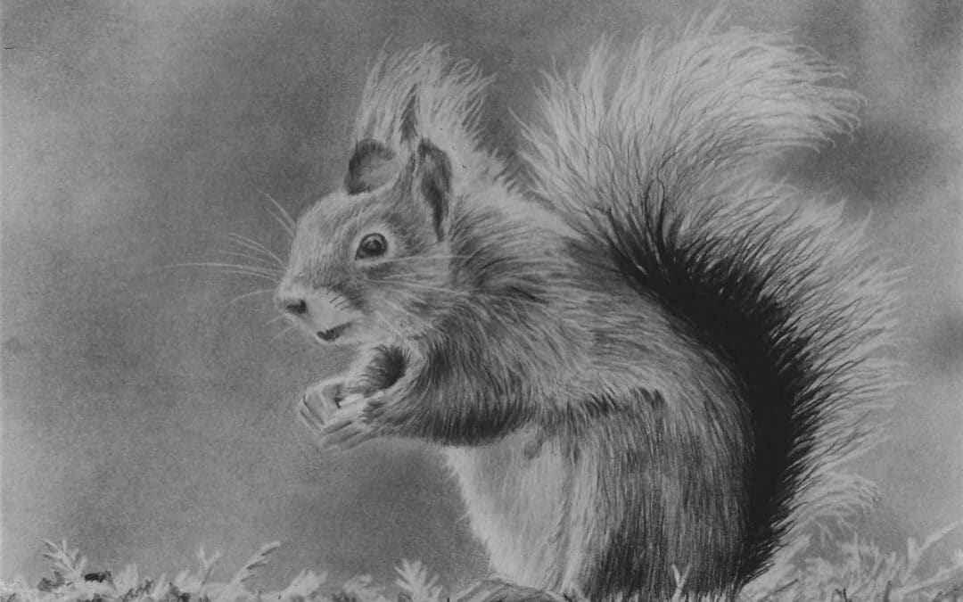 How to Draw a Squirrel