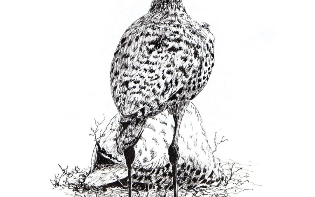 Draw a Spotted Thick Knee Bird