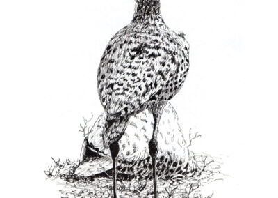 How to Draw a Spotted Thick Knee Bird in Pen and Ink