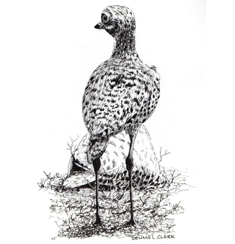 Draw a Spotted Thick Knee Bird