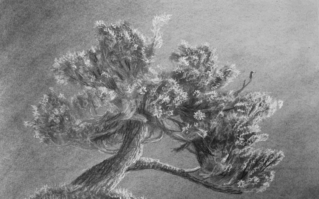 How to Draw Trees