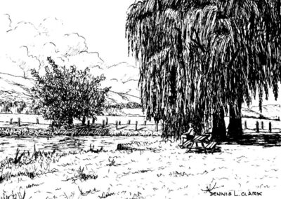 How to Draw a Willow Tree in Pen & Ink