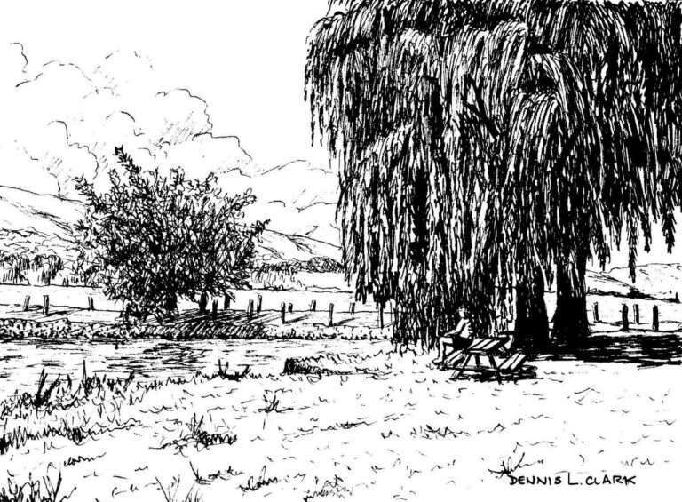How to Draw a Willow Tree in Pen & Ink