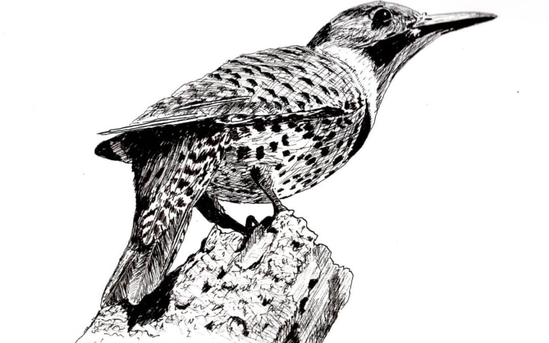Draw a Northern Flicker Bird in Pen & Ink