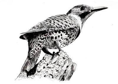 Draw a Northern Flicker Bird in Pen & Ink