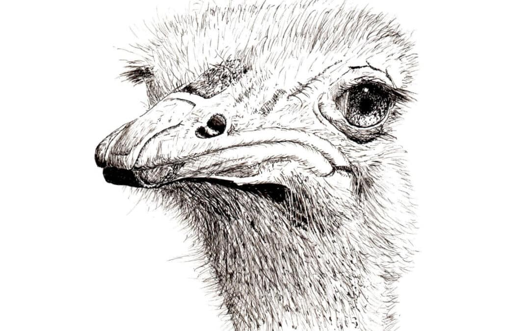 Draw a Pen & Ink Ostrich