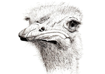 How to Draw an Ostrich Portrait in Pen and Ink