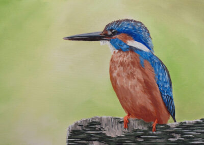 How to Paint a Kingfisher in Acrylic